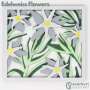 Edelweiss Flowers